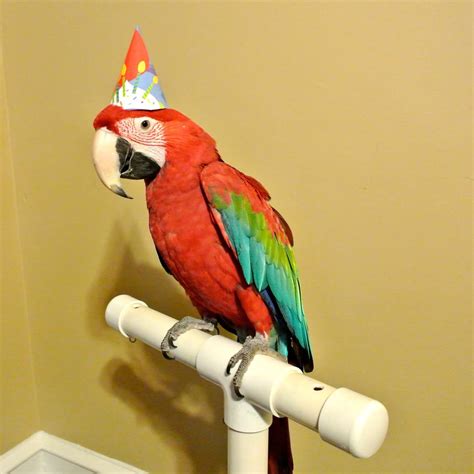 Party Parrot Betfair